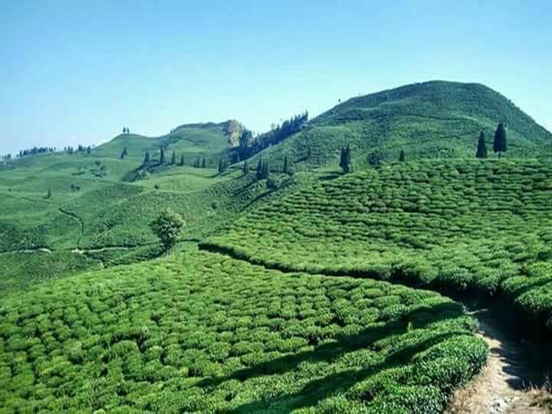 Takdah 360 Degree VIew Point- Shiwani Homestay